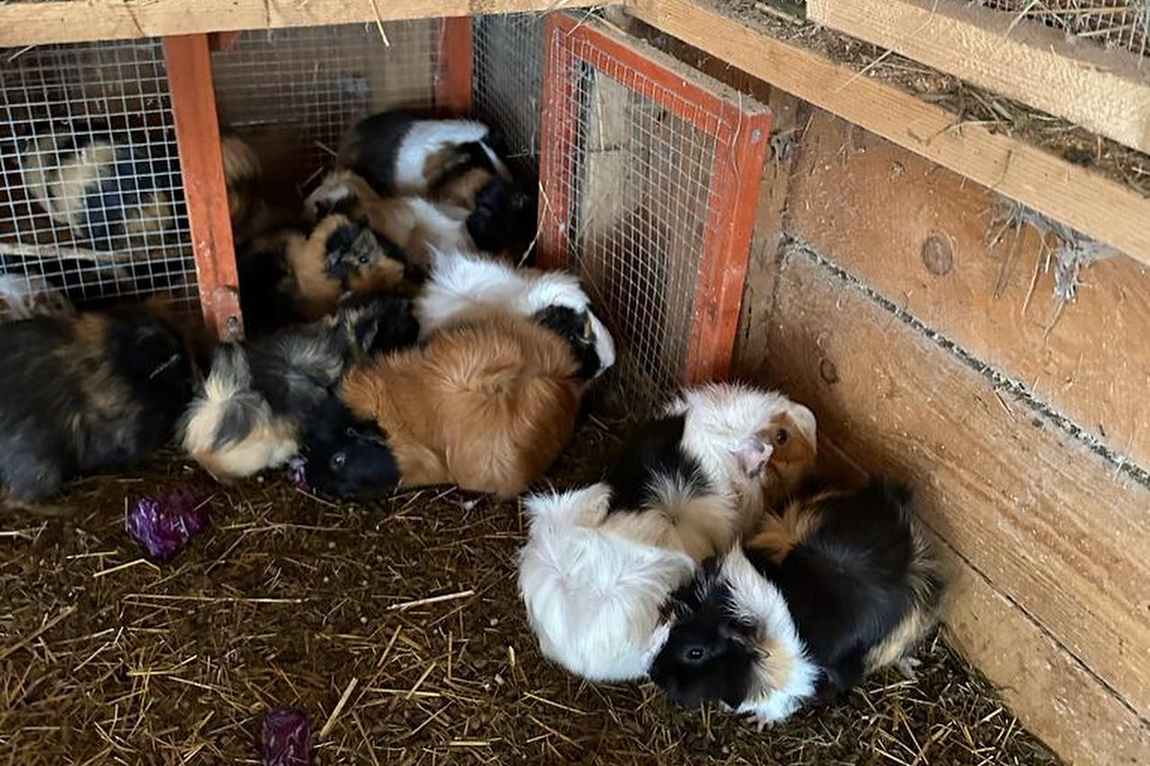 little farmers photo 4