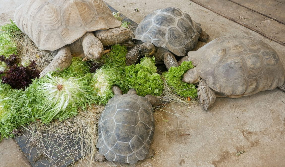 zoo hoyerswerda photo 6