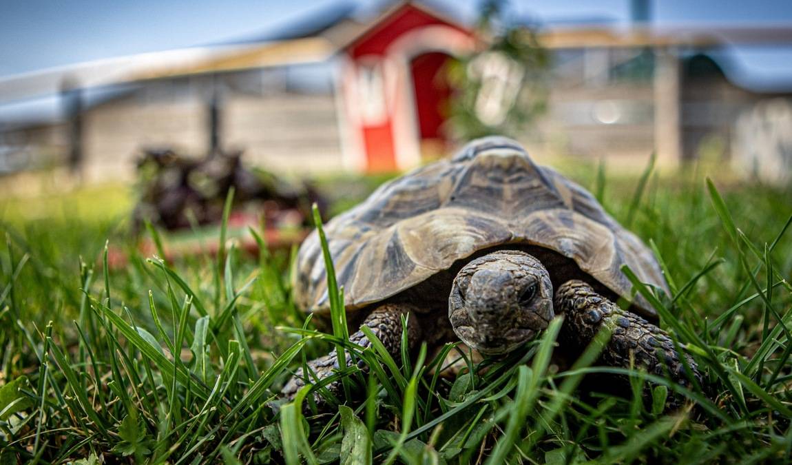 gut aiderbichl iffeldorf farm photo 3
