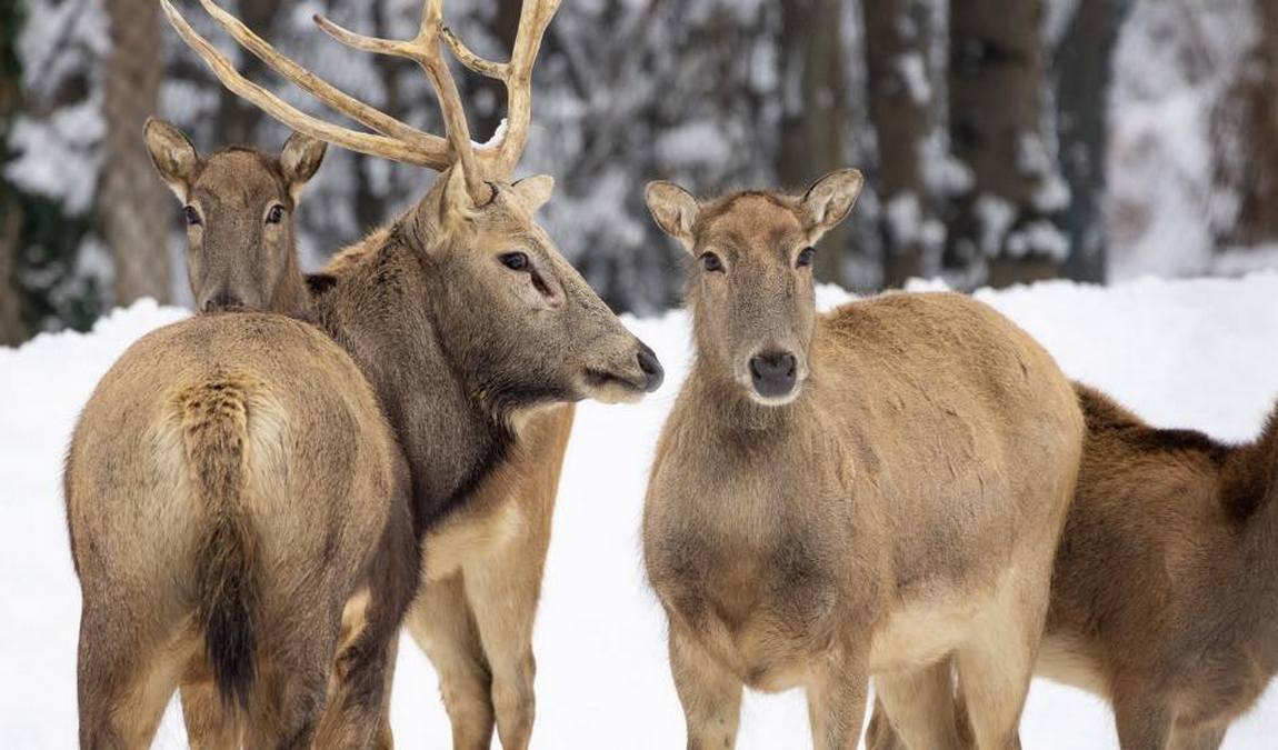 zoo herberstein photo 2