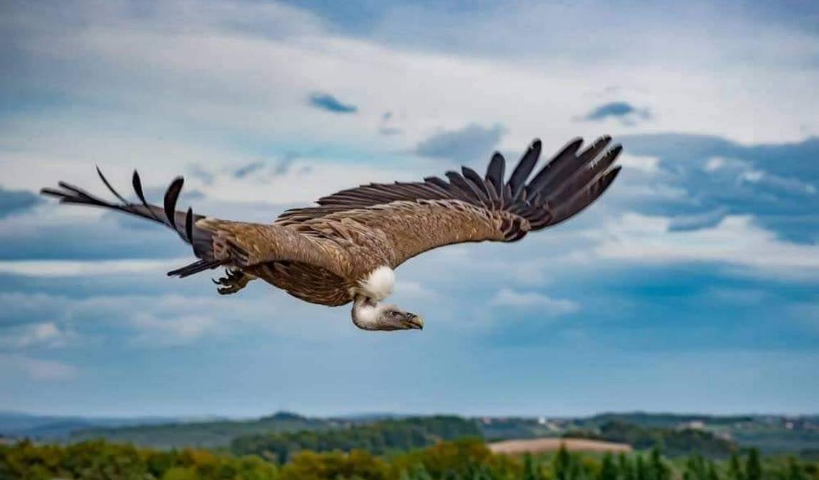 greifvogelwarte riegersburg photo 1