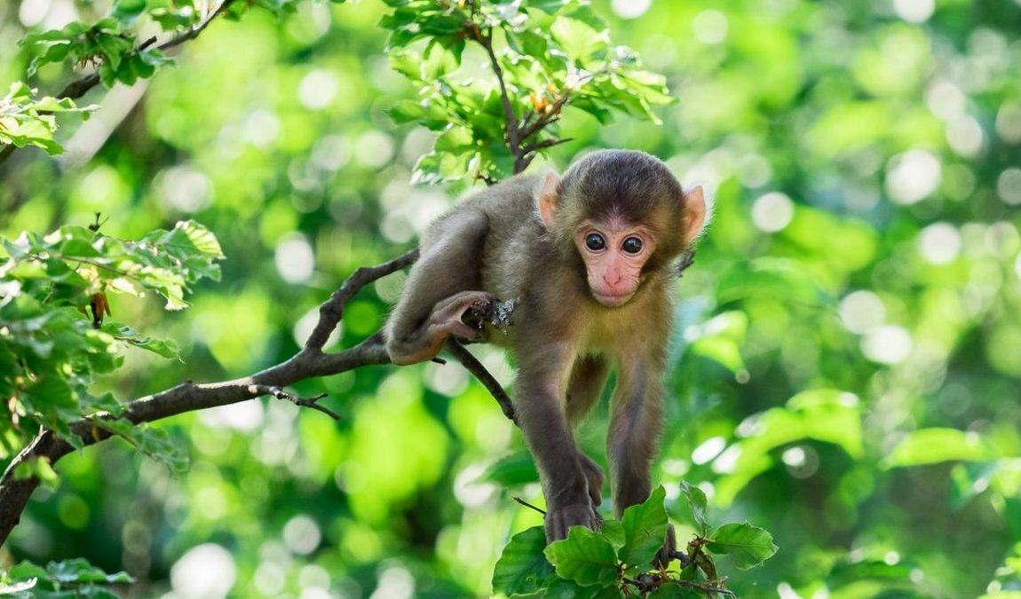 affenberg landskron photo 3