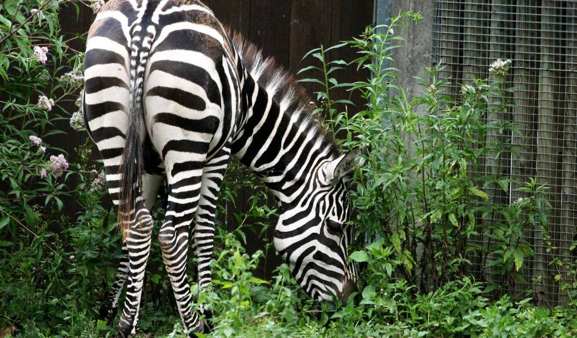 vivarium darmstadt photo 5