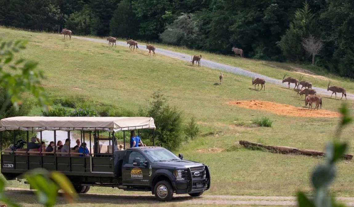 north carolina zoo photo 8