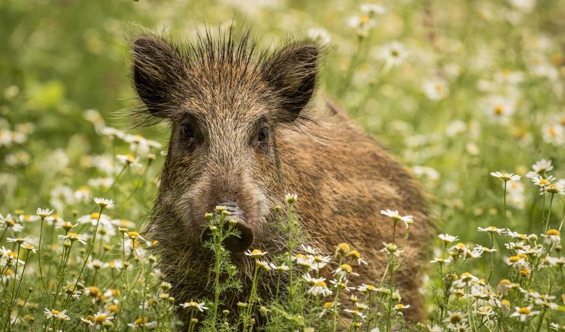 wildpark gersfeld photo 4