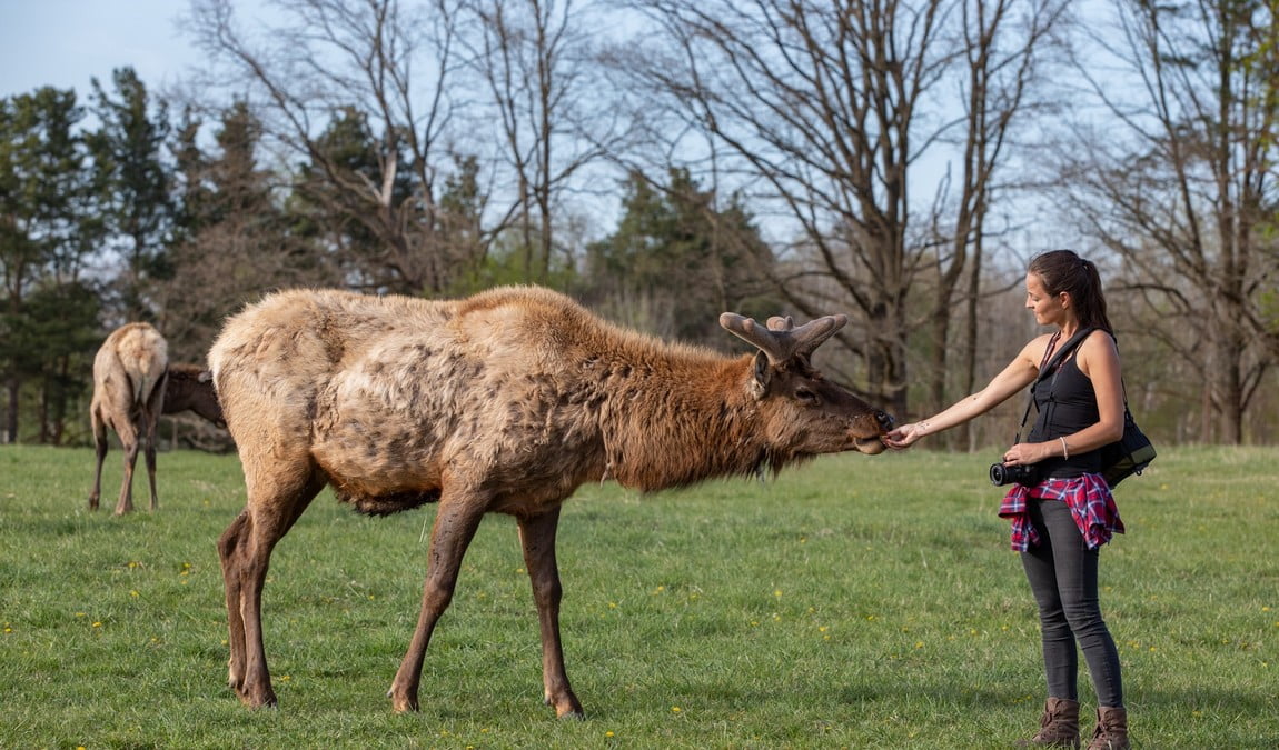 safari resort hluboka u borovan photo 9