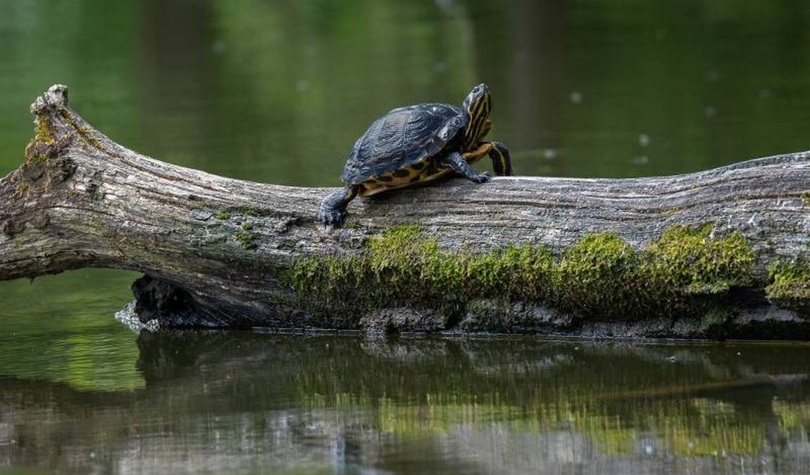 wildpark hollohe photo 5