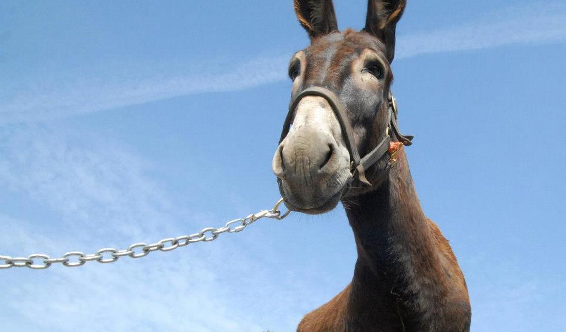 protur natura farm photo 4