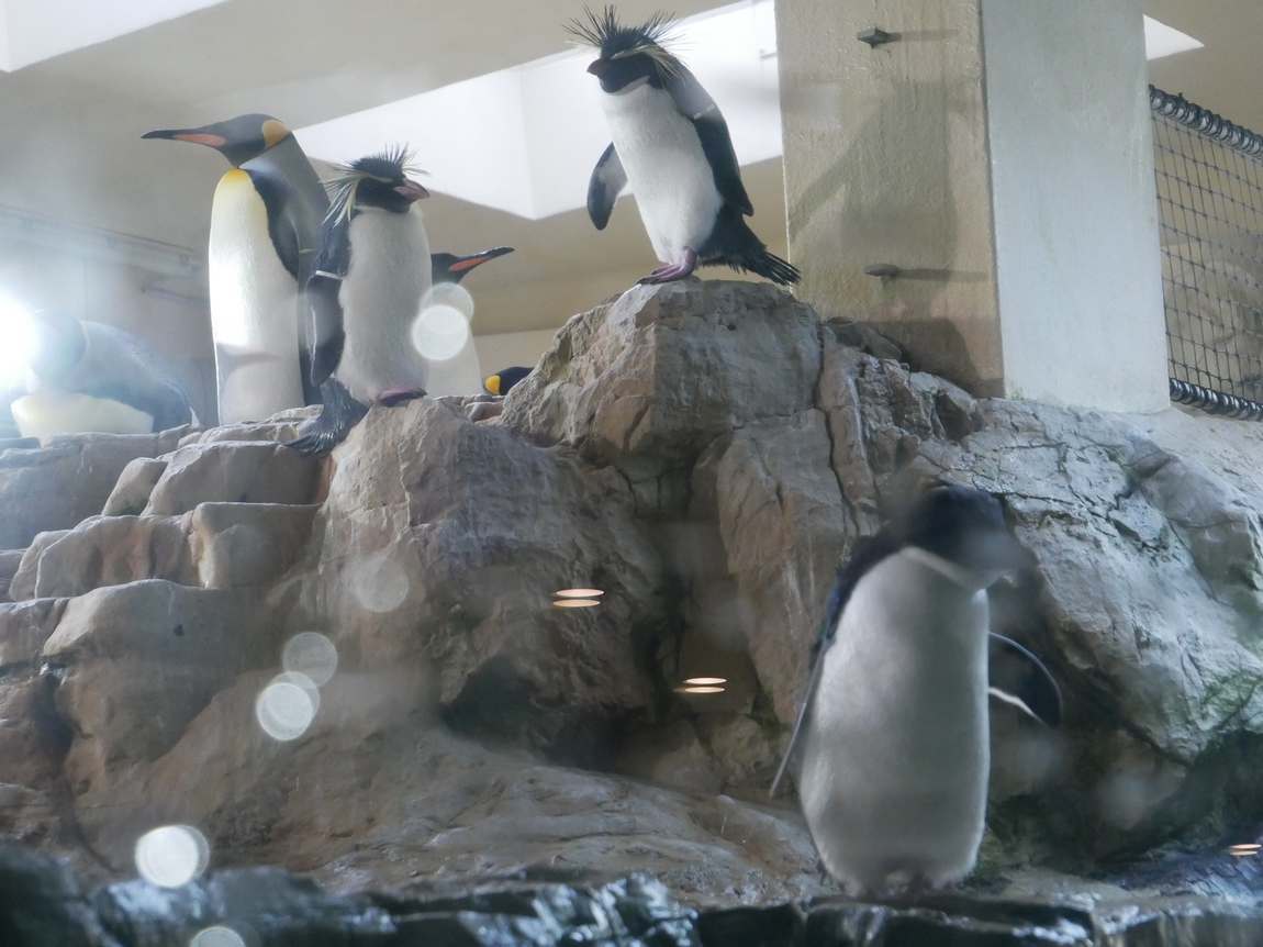 schönbrunn zoo photo 6