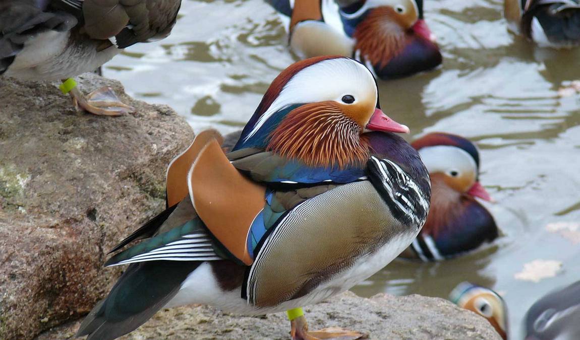 roehrensee animal park photo 8