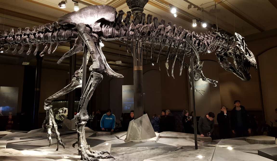 natural history museum photo 2