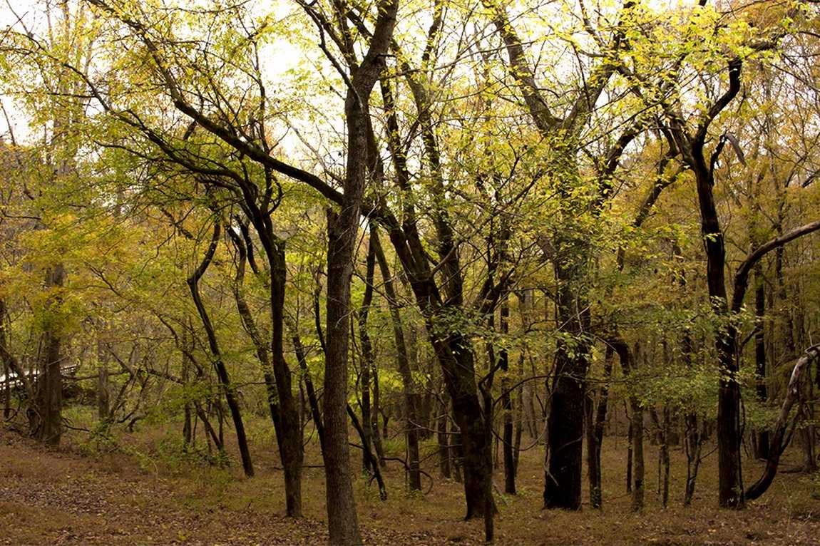 william b. umstead state park photo 3