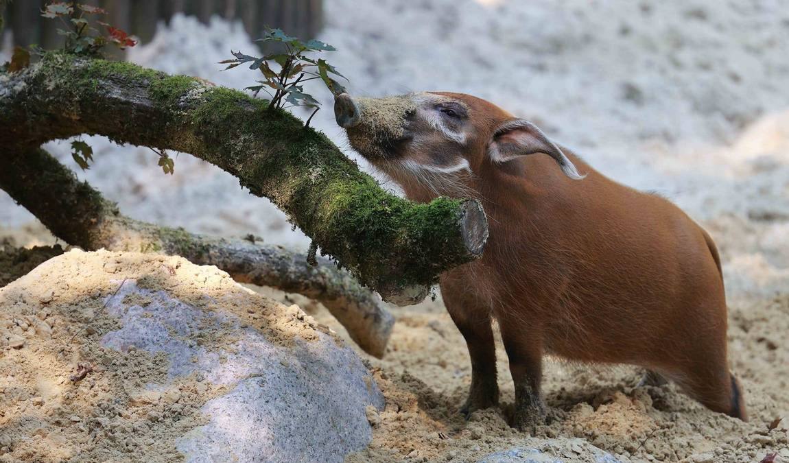 wuppertal zoo photo 3