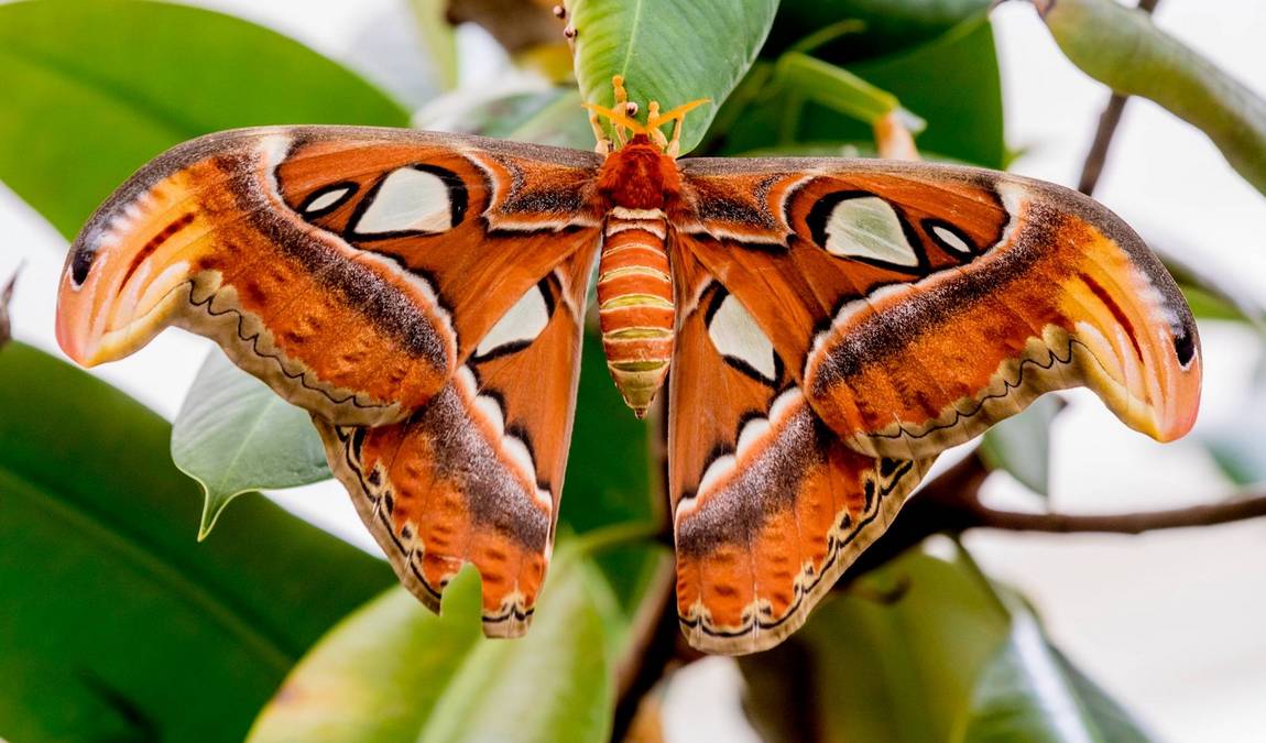 butterfly house in elbauenpark photo 3