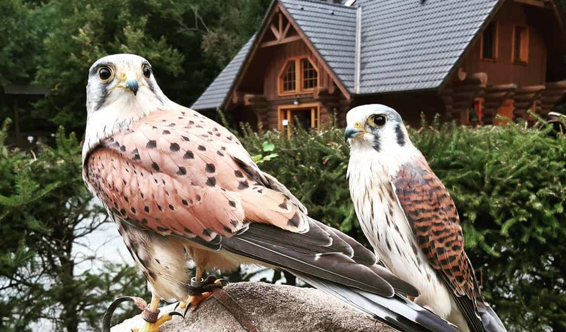 obora žleby photo 5