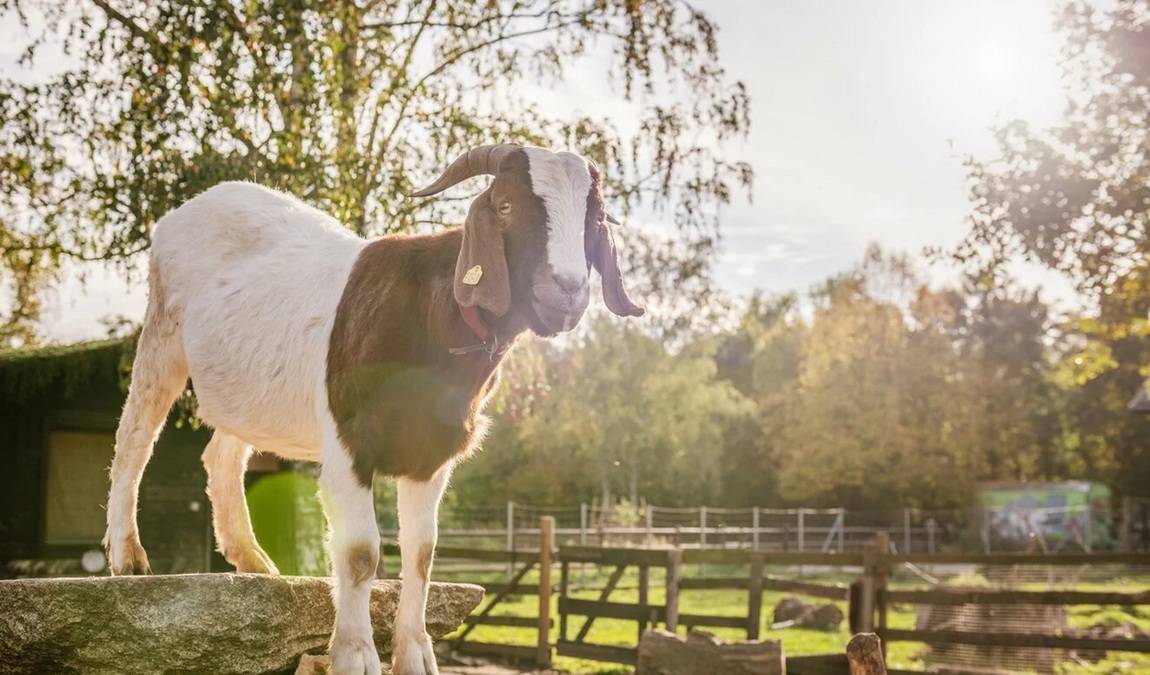 children’s farm at görlitzer park photo 1