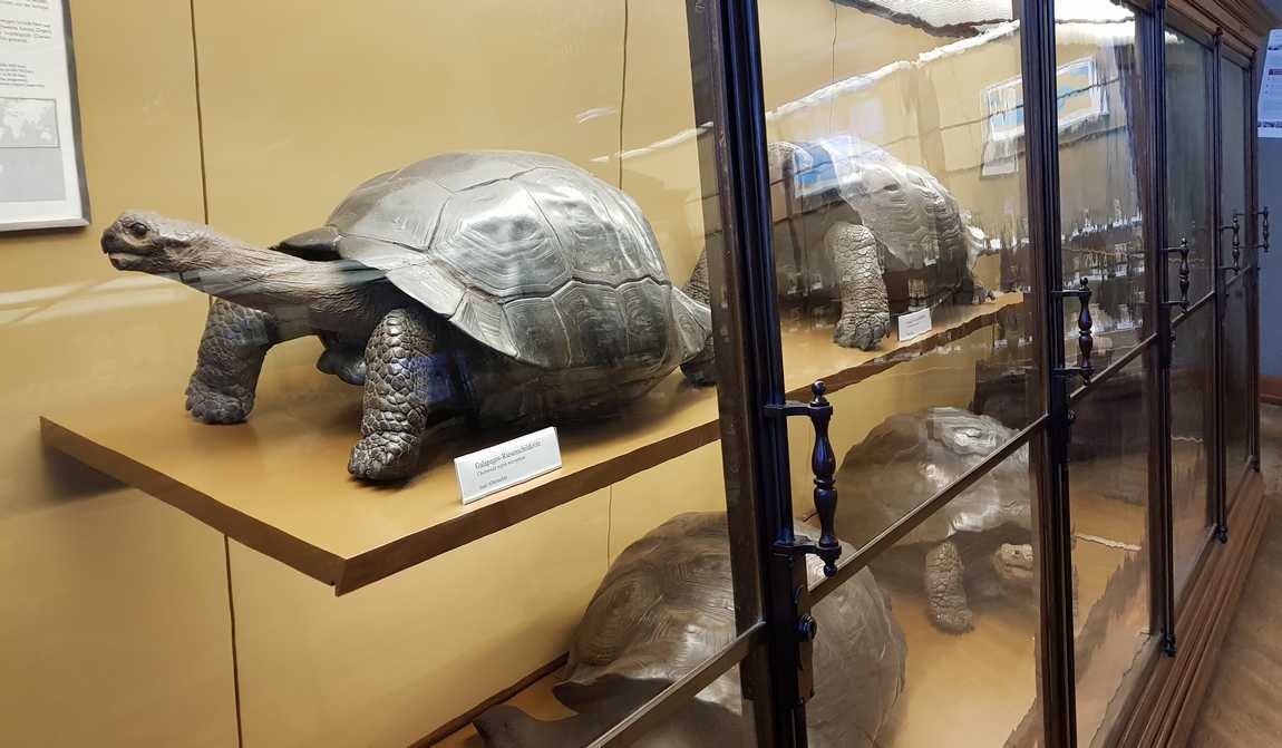 natural history museum vienna photo 7