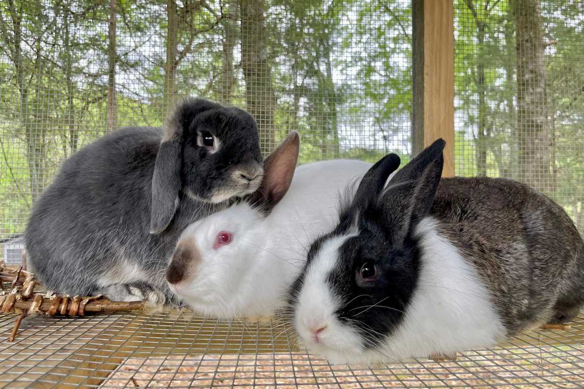 crandall bowles children's farm photo 5