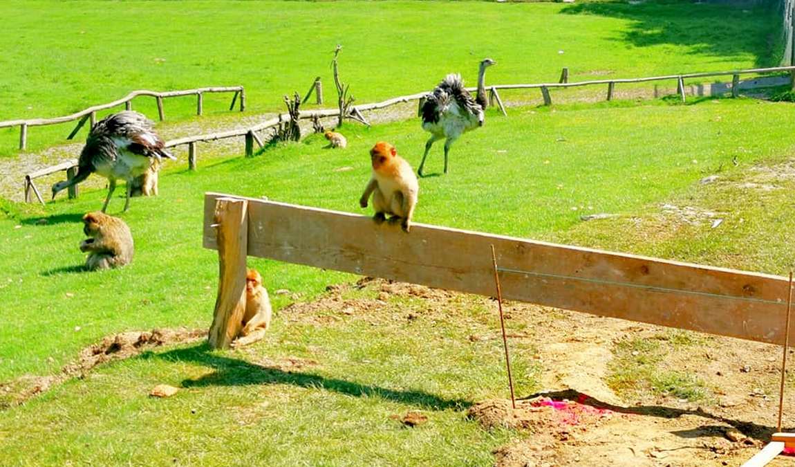 park of birds and monkeys eckenhagen photo 3