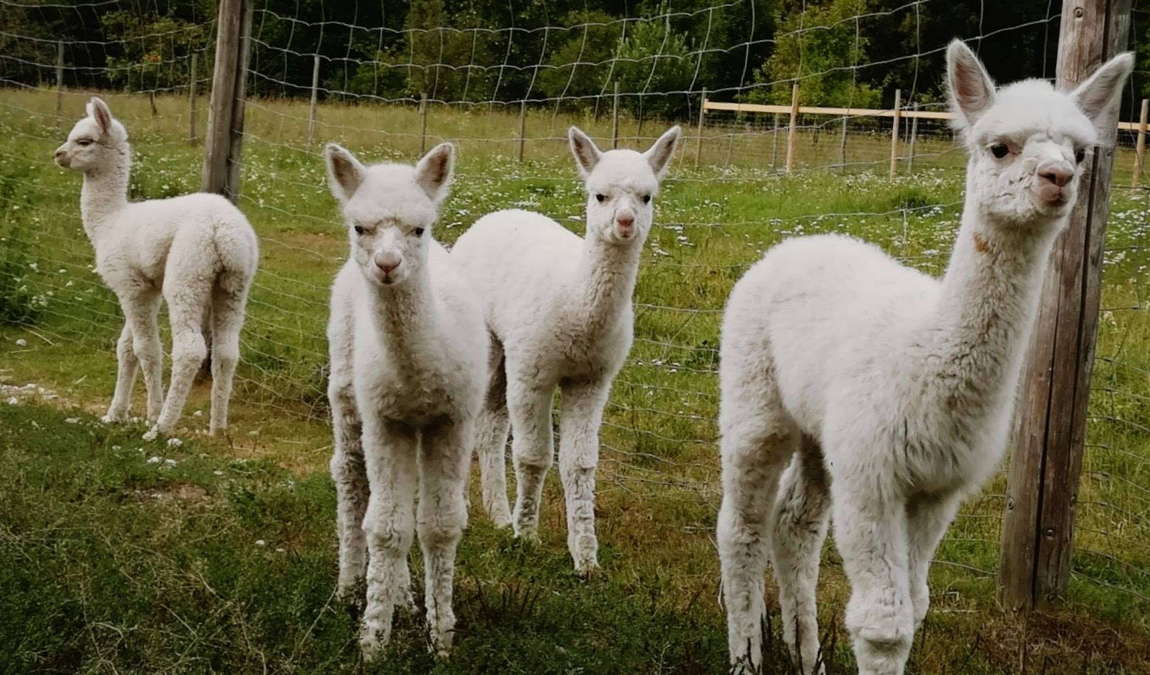 almtal alpakas photo 4