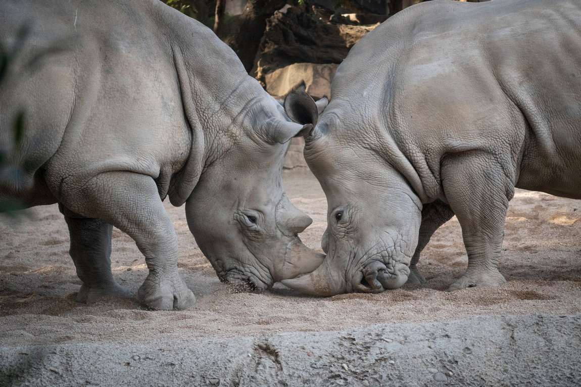 bioparc valencia photo 2