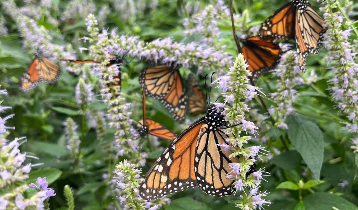 cole family monarch conservation center & butterfly house photo 6