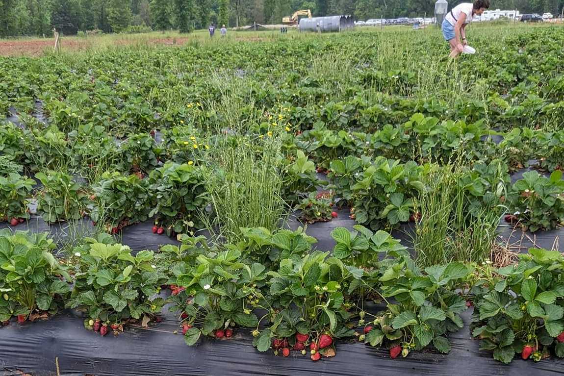 hall family farm photo 3