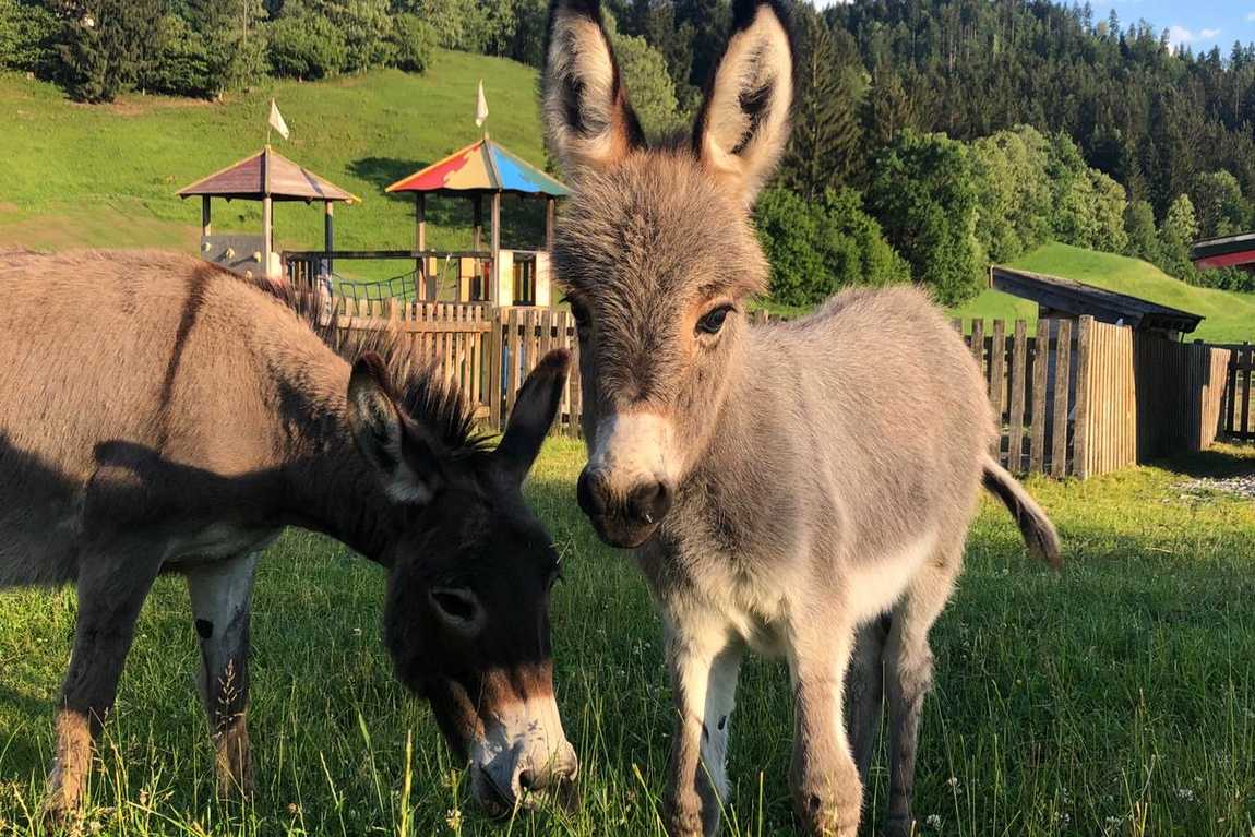 feriengut oberhabach farm photo 2