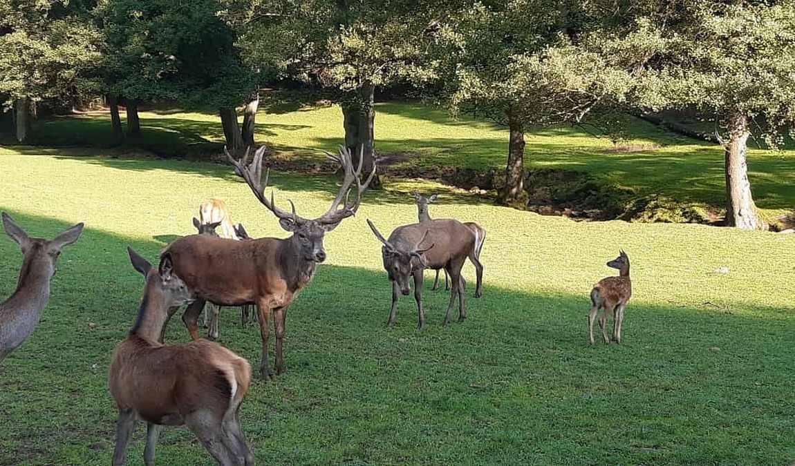 wildpark gersfeld photo 1