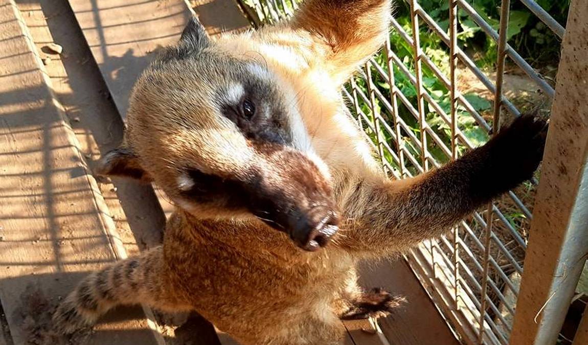 animal wild u. game park preding photo 1