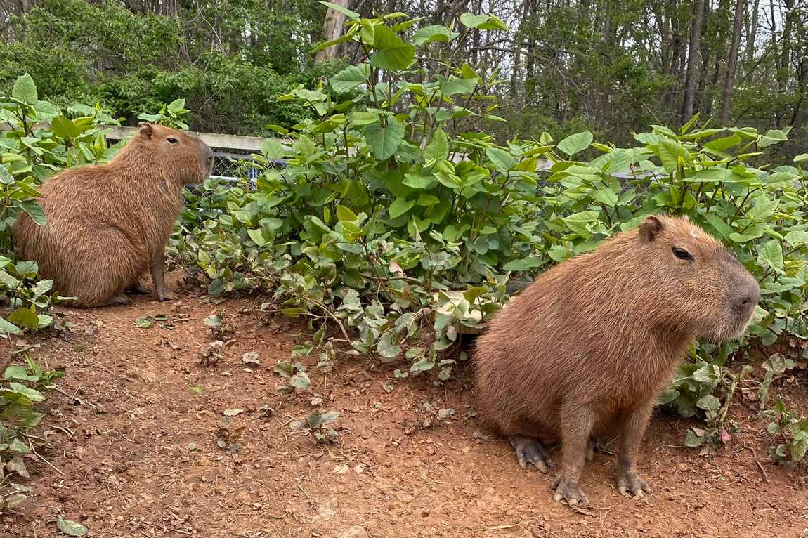 darby acres farm photo 1
