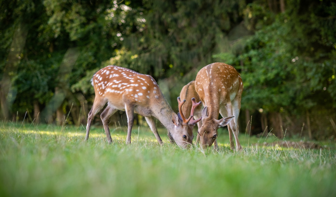 wildpark hochriess photo 2