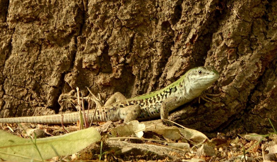 adlergehege obersalzberg photo 6