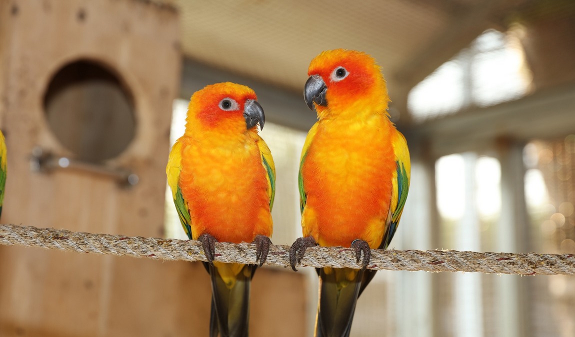 vogelpark maria veen photo 7