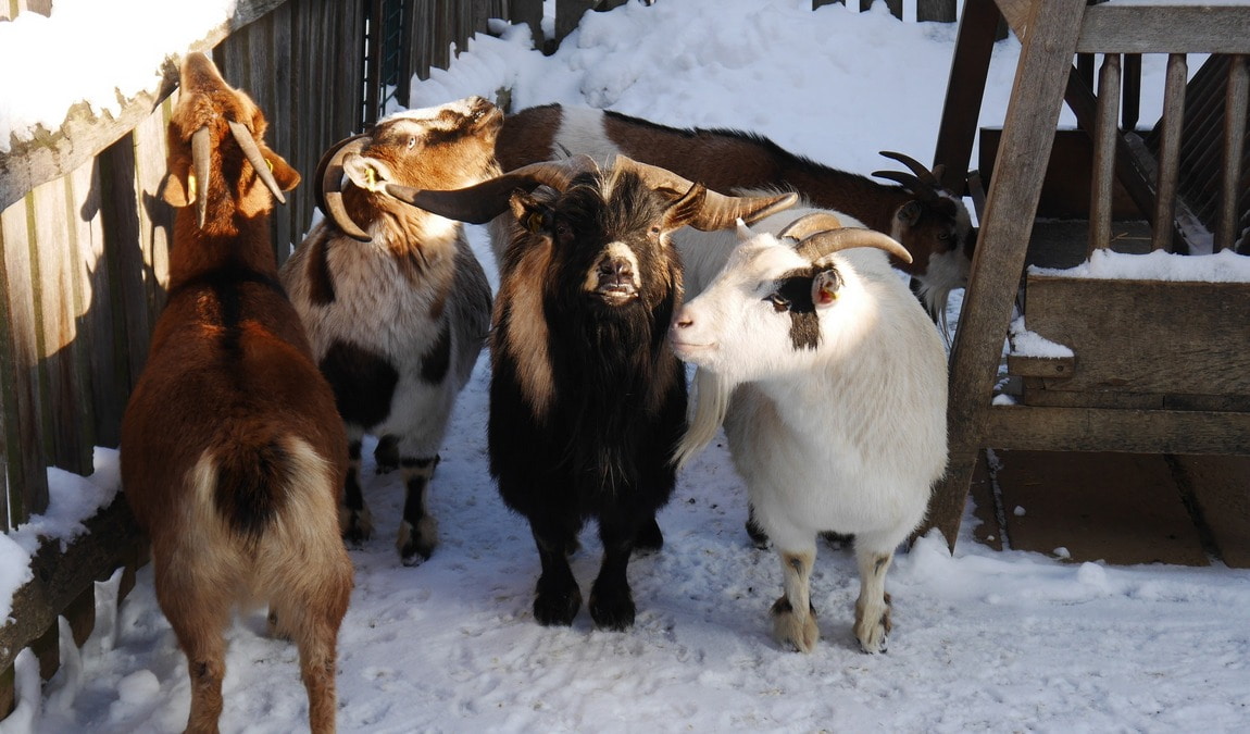 bischofswerda zoo photo 6