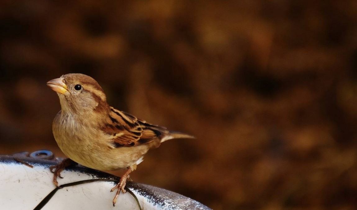 gonsenheimer wild park photo 1