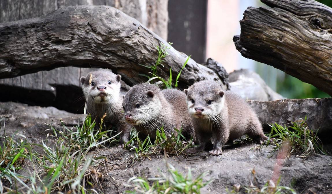 kloster riesa zoo photo 5