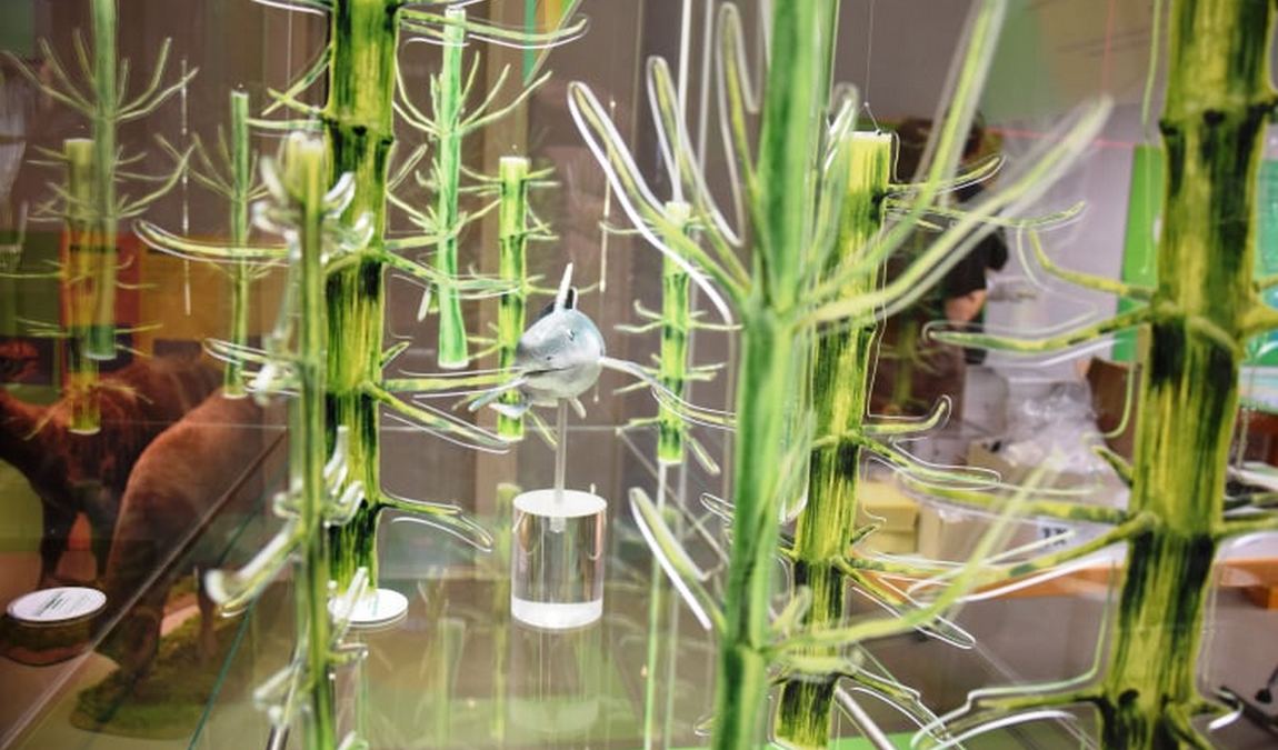 museum of natural history photo 2