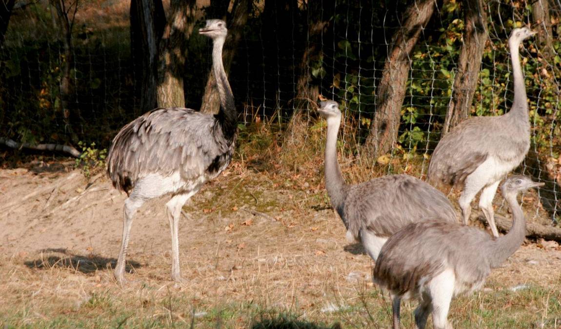 straussenland im kamptal photo 1