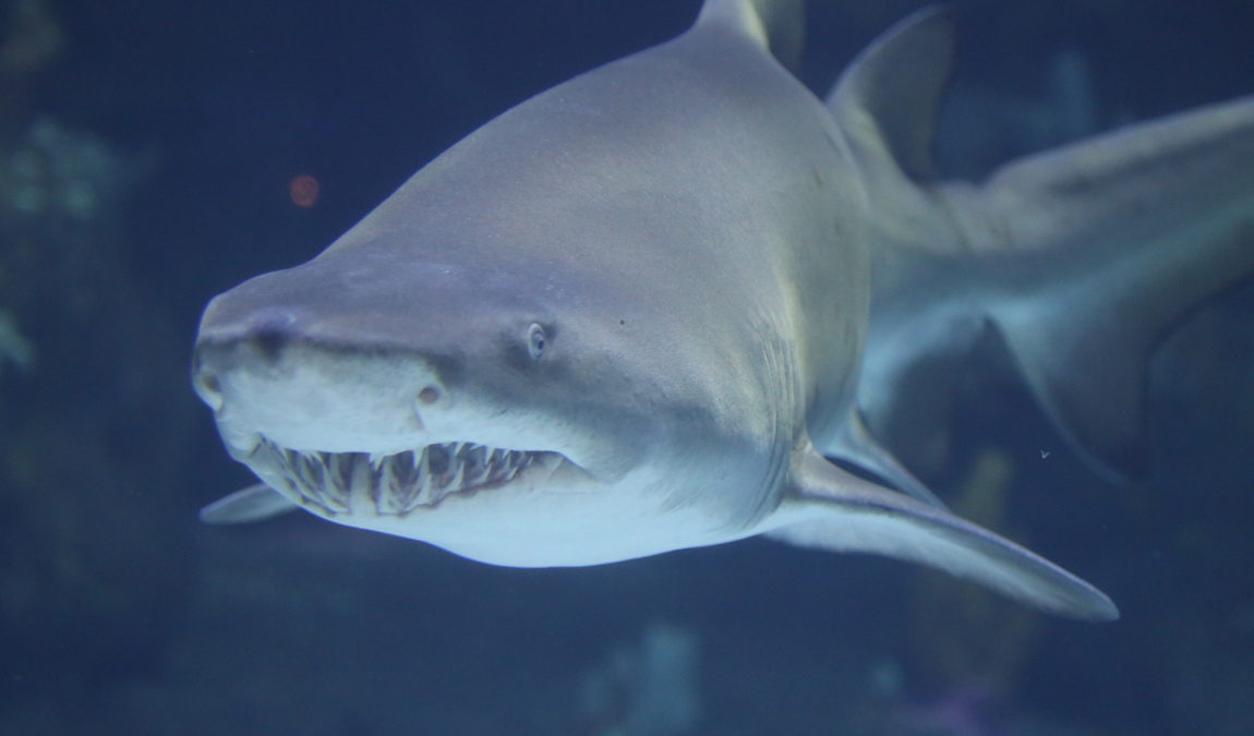 north carolina aquarium on roanoke island photo 5