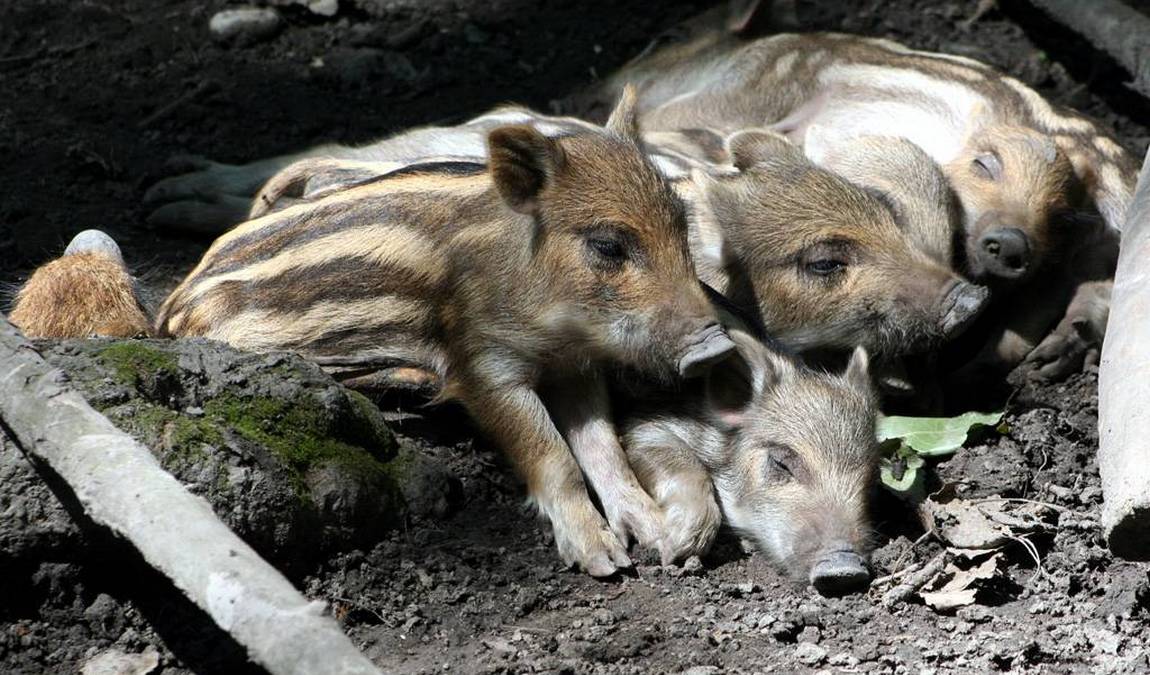steppentierpark pamhagen photo 6