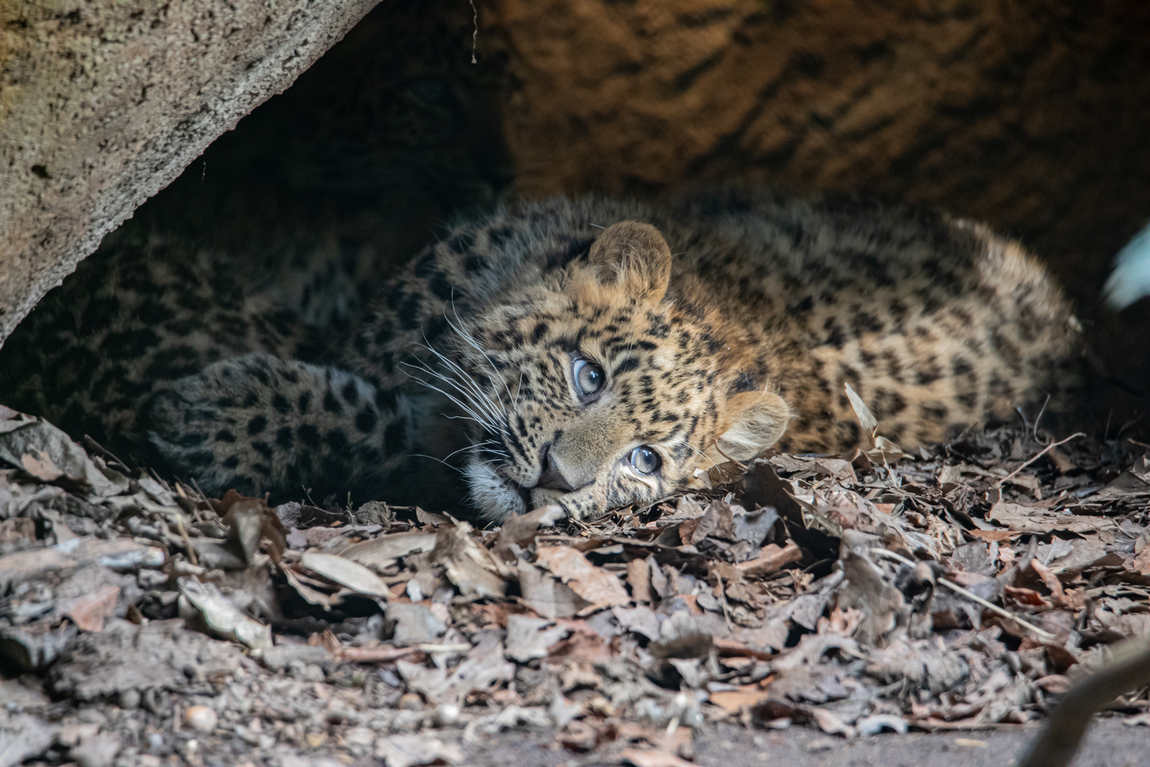 hagenbeck zoo photo 1