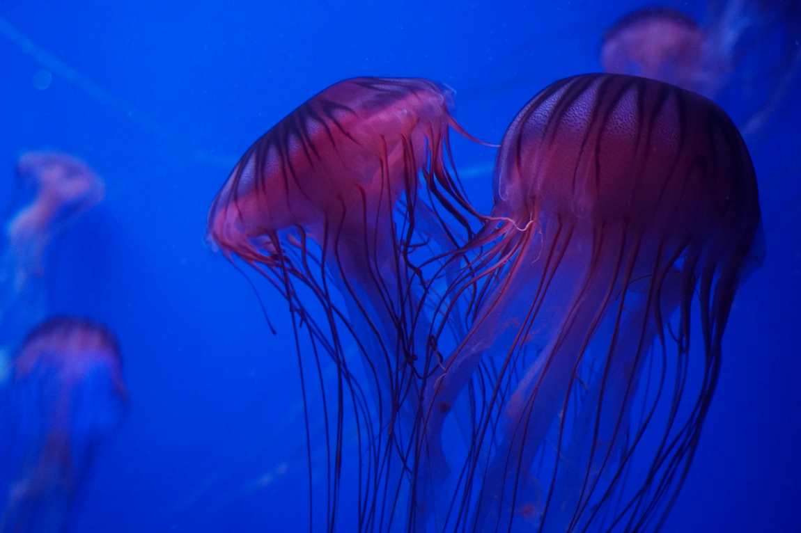 seville aquarium photo 3