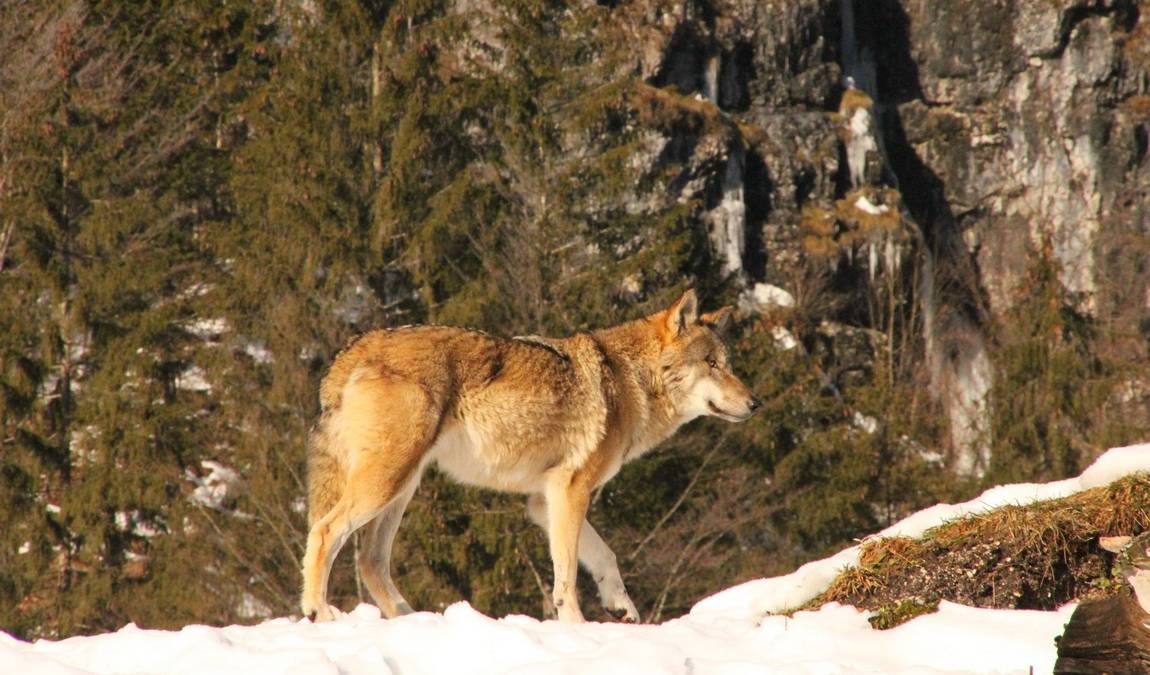 cumberland wildlife park grunau photo 5