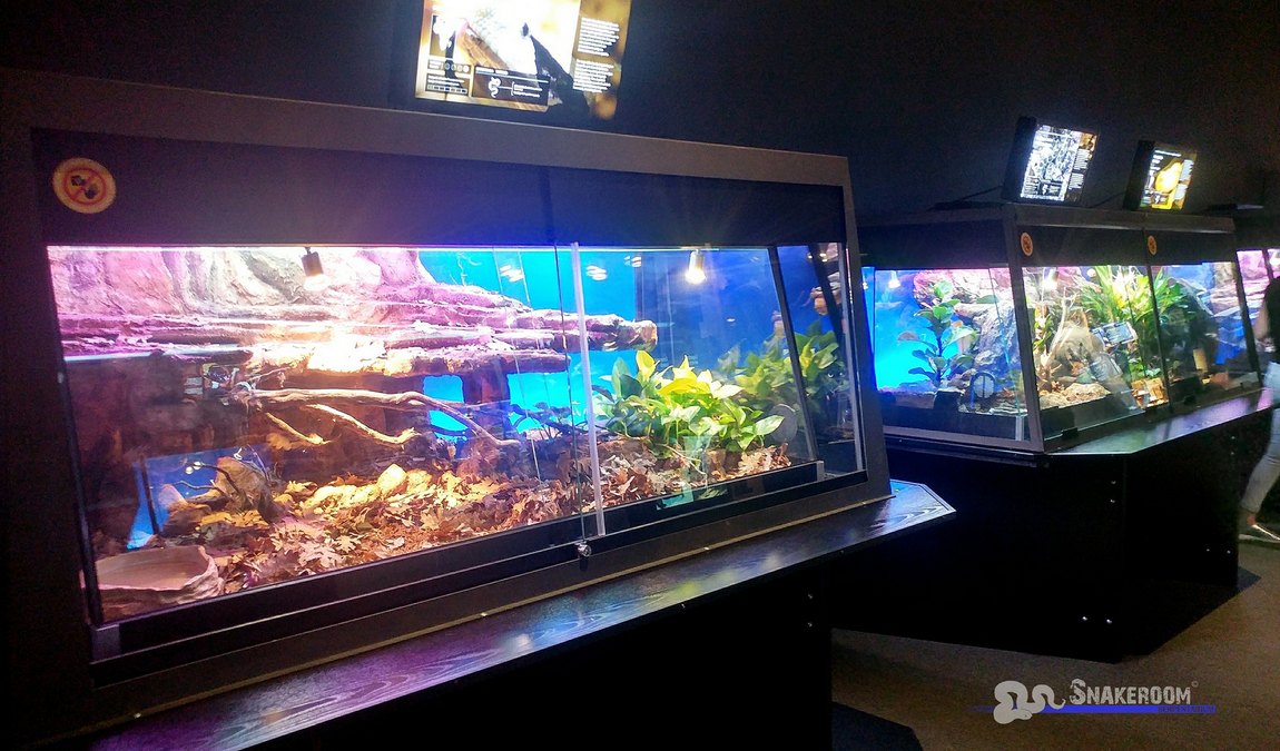 snakeroom serpentarium photo 2