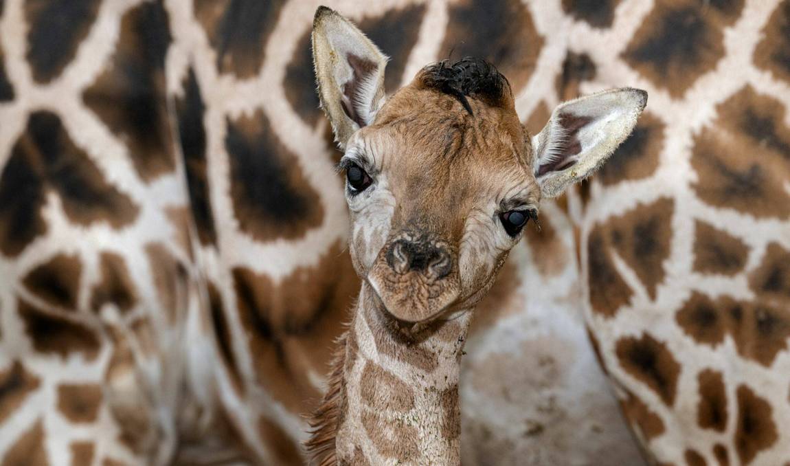zoo schmiding photo 3