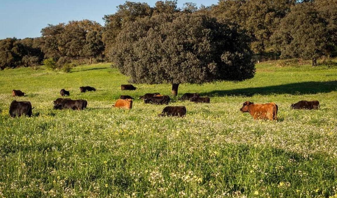 reservatauro ronda photo 3