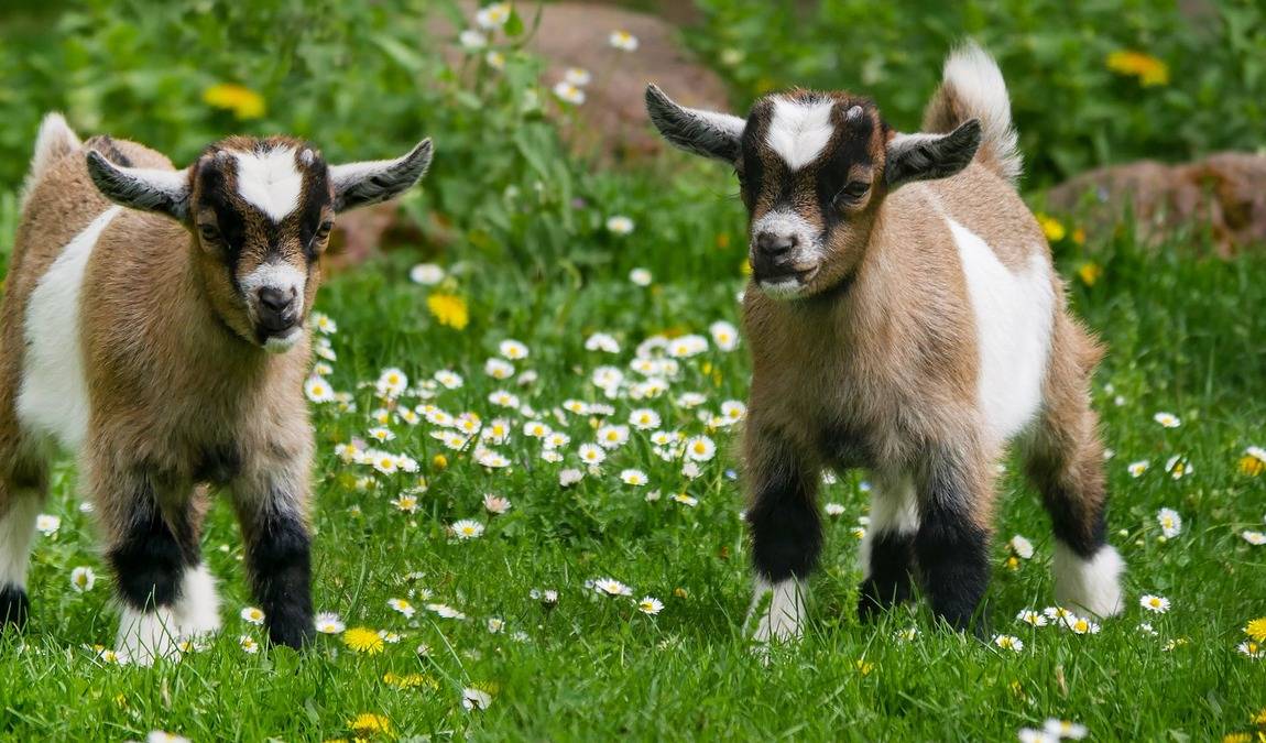 charlottenburg goat farm photo 1