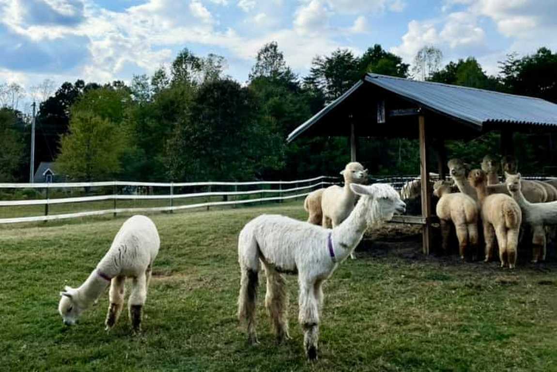 farm and fleece alpaca ranch photo 1
