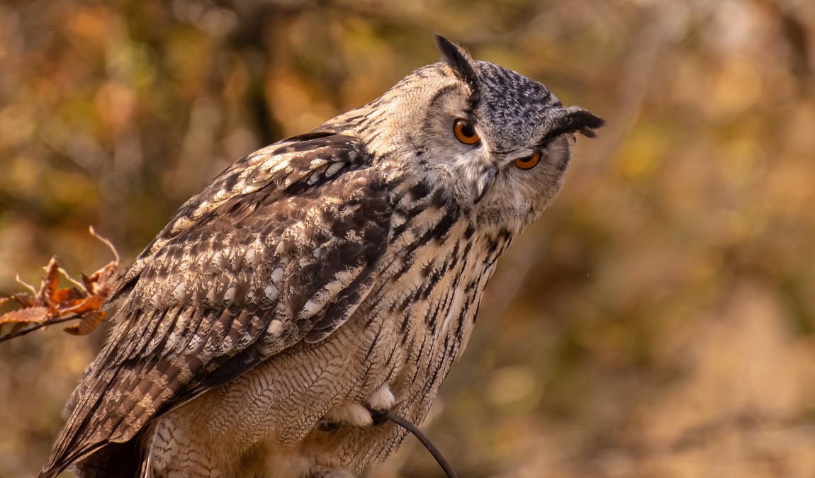 adlergehege obersalzberg photo 4